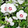 Set 2 Rose Of Sharon Plants Live, 6-12 Inch Tall, Althea Rose Of Sharon Bush Live, Hibiscus Syriacus