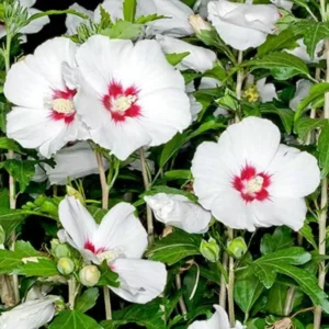 Set 2 Rose Of Sharon Plants Live, 6-12 Inch Tall, Althea Rose Of Sharon Bush Live, Hibiscus Syriacus