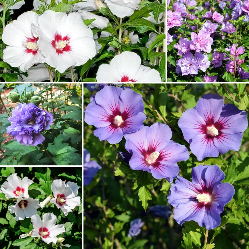 Set 2 Rose Of Sharon Plants Live, 6-12 Inch Tall, Althea Rose Of Sharon Bush Live, Hibiscus Syriacus