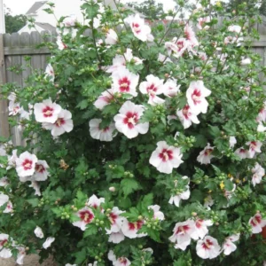 White Rose Of Sharon