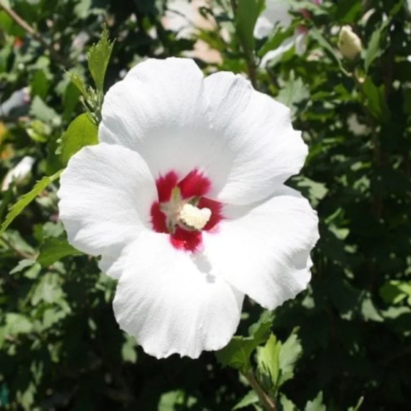 Set of 4 Rose of Sharon Live Plants, 6-14 Inch Tall Hibiscus Syriacus, Althea Shrub for Outdoor Planting
