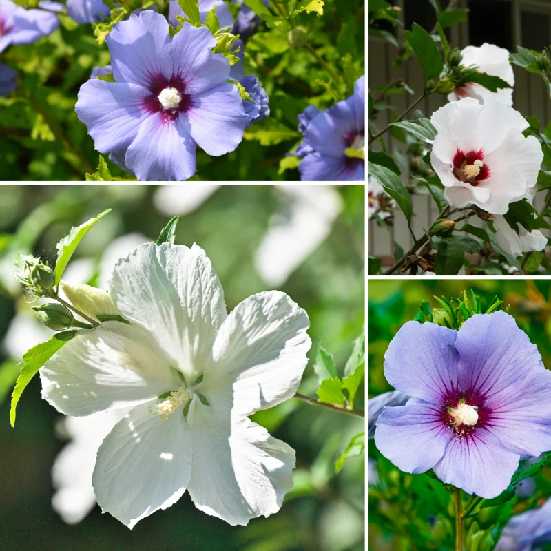 Set of 4 Rose of Sharon Live Plants, 6-14 Inch Tall Hibiscus Syriacus, Althea Shrub for Outdoor Planting
