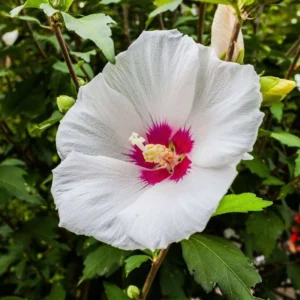 10 Althea Rose Of Sharon Cuttings, Hibiscus Syriacus Rose Of Sharon Bush For Flowering