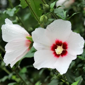 Set of 2 Rose of Sharon Live Plants, 12-24 Inch Tall Hibiscus Syriacus, Althea Flowering Shrubs for Gardens