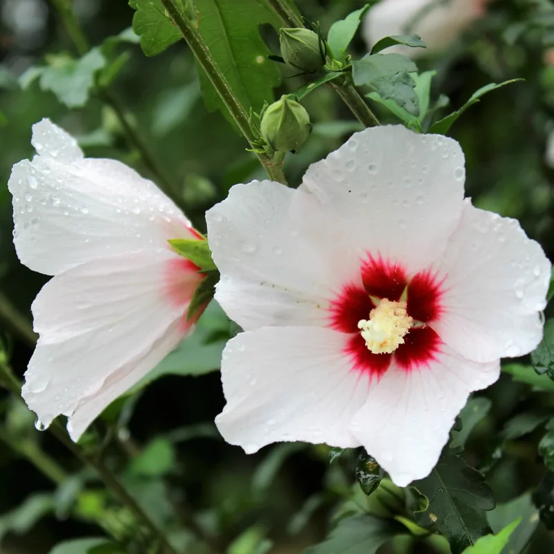 Set of 2 Rose of Sharon Live Plants, 12-24 Inch Tall Hibiscus Syriacus, Althea Flowering Shrubs for Gardens