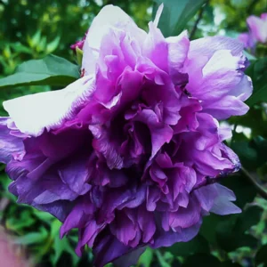 10 Althea Rose Of Sharon Cuttings, Hibiscus Syriacus Rose Of Sharon Bush For Flowering