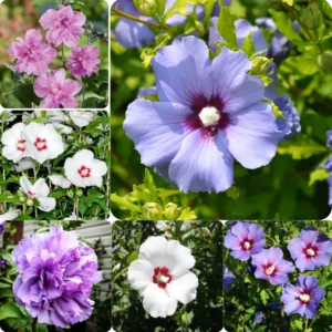 10 Althea Rose Of Sharon Cuttings, Hibiscus Syriacus Rose Of Sharon Bush For Flowering