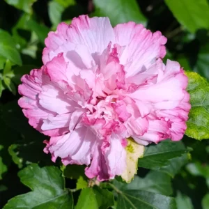 10 Althea Rose Of Sharon Cuttings, Hibiscus Syriacus Rose Of Sharon Bush For Flowering