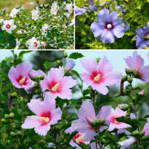 Set of 2 Rose of Sharon Live Plants, 12-24 Inch Tall Hibiscus Syriacus, Althea Flowering Shrubs for Gardens