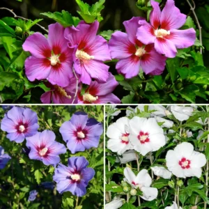 Set 20 Althea Rose of Sharon Cuttings, Hibiscus Syriacus Bush for Flowering and Garden Planting