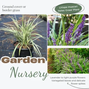 Liriope Muscari Plant, Lily Turf Grass Live Plant Clump, Aztec Ornameantal Grasses for Borders and Ground Cover, In 6 Inch Pot