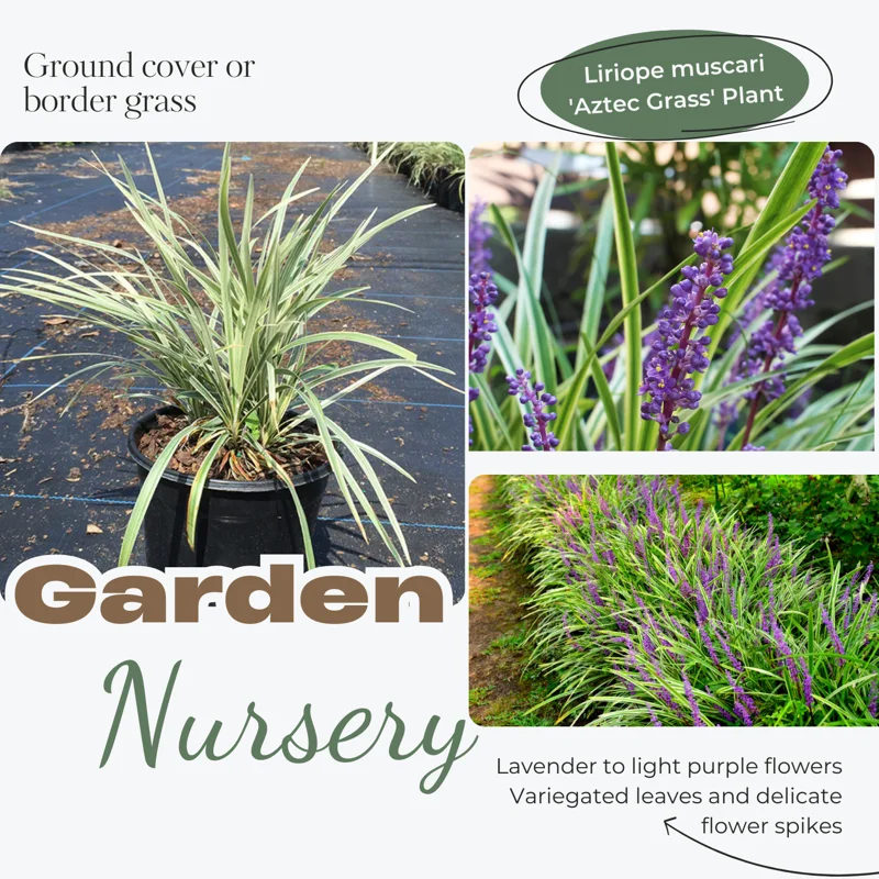 Liriope Ornamental Grass Plant Live, Aztec Grass Liriope Muscari Lily Turf Plant Live Clump, In 6 Inch Pot, Ground Cover Plants Or Border Grass