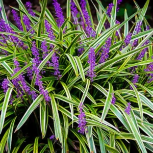 Liriope Ornamental Grass Plant Live, Aztec Grass Liriope Muscari Lily Turf Plant Live Clump, In 6 Inch Pot, Ground Cover Plants Or Border Grass