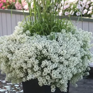 2 White Sweet Alyssum Live Plants, 8 Inch Tall, Alyssum Perennial Flowers for Garden Beds, 3 Inch Pot