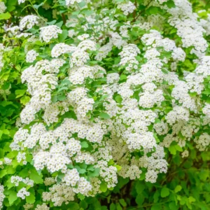 2 White Sweet Alyssum Live Plants, 8 Inch Tall, Alyssum Perennial Flowers for Garden Beds, 3 Inch Pot