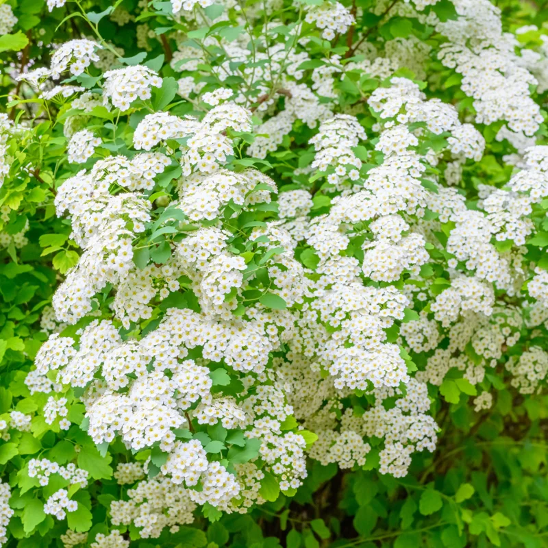 2 White Sweet Alyssum Live Plants, 8 Inch Tall, Alyssum Perennial Flowers for Garden Beds, 3 Inch Pot