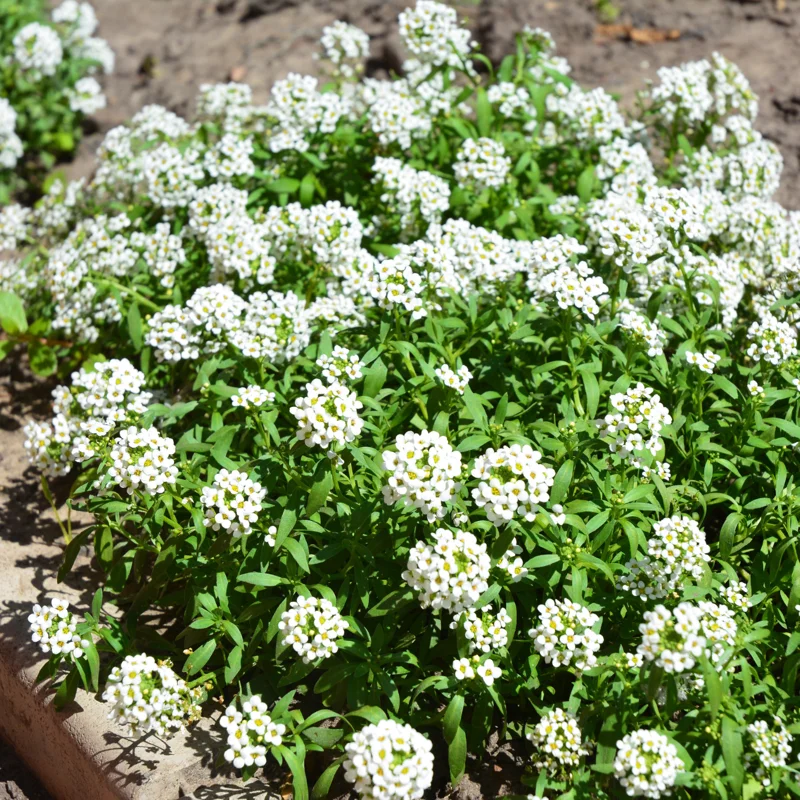 2 White Alyssum Plants Live, 8 Inch Tall, Sweet Alyssum Perennial Plant, Ideal for Flower Beds, 3 Inch Pot