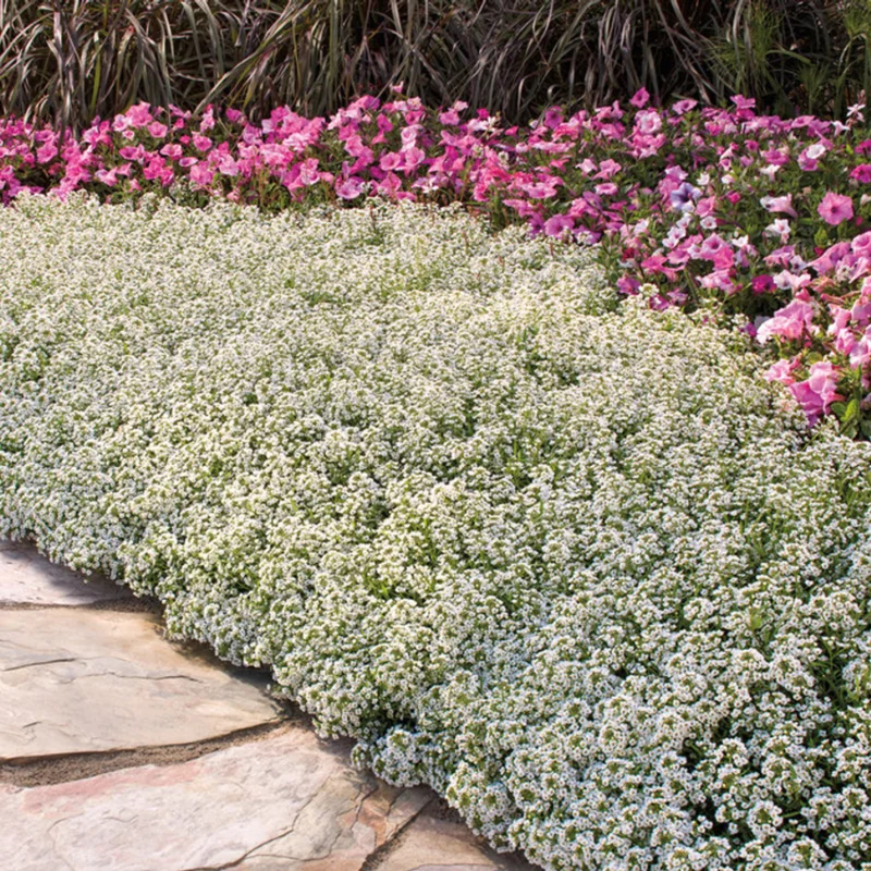 2 White Alyssum Plants Live, 8 Inch Tall, Sweet Alyssum Perennial Plant, Ideal for Flower Beds, 3 Inch Pot