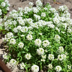 White Alyssum Plant Live, Sweet Alyssum Flowers Plant 8 Inc Tall, In 3 Inch Pot, Alyssum Perennial Flower Beds Garden