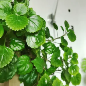 2 Swedish Ivy Live Plants, 4 Inch Pot, Plectranthus Mint for Hanging Baskets and Indoor Outdoor