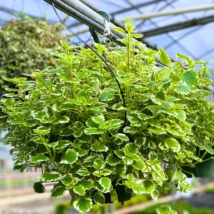 2 Swedish Ivy Live Plants, 4 Inch Pot, Plectranthus Mint for Hanging Baskets and Indoor Outdoor