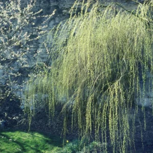 Weeping Willow Cuttings Unrooted, Set 24 Willow Cuttings, Willow Tree Live Plants Cutting, No Roots