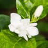2 Maid of Orleans Sambac Jasmine Live Plants, Arabian Jasmine Plant Live, 4 to 6 Inc Tall, Tea Jasmine Fragrant Plant, Live Jasmine Plant