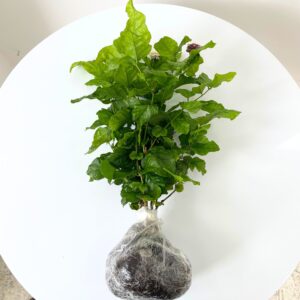 Alternative view of 2 Blooming Jasmine Plants, Maid of Orleans Sambac Jasmine Live Plants, 4 to 6 Inc Tall, Arabian Jasmine Plant Live, Tea Jasmine Plants