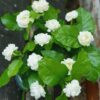 3 Maid of Orleans Sambac Jasmine Live Plants, Arabian Jasmine Plant Live, 4 to 6 Inc Tall, Tea Jasmine Fragrant Plant