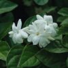 4 Maid of Orleans Sambac Jasmine Live Plants, Arabian Jasmine Plant Live, 4 to 6 Inc Tall, Tea Jasmine Fragrant Plant
