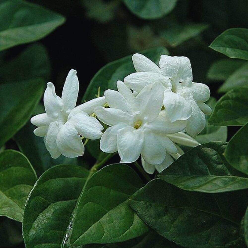 2 Blooming Jasmine Plants, Maid of Orleans Sambac Jasmine Live Plants, 4 to 6 Inc Tall, Arabian Jasmine Plant Live, Tea Jasmine Plants - Image 5