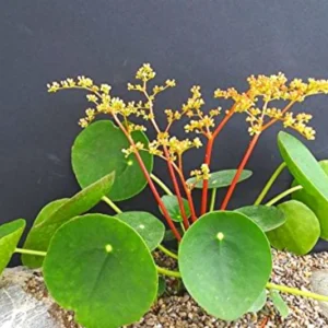 2 Pilea Peperomioides Plants Live, Chinese Money Plants Live Indoor, 4 Inc Tall, Live Chinese Money Plant, Pilea Peperomioides Live Plant, No Pot