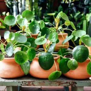 3 Pilea Peperomioides Plants Live, Chinese Money Plants Live Indoor, 4 Inc Tall, Live Chinese Money Plant, Pilea Peperomioides Live Plant, No Potted