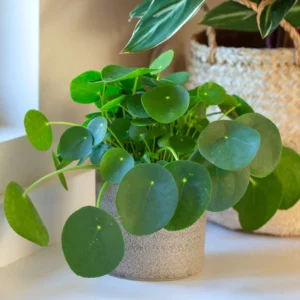 3 Pilea Peperomioides Plants Live, Chinese Money Plants Live Indoor, 4 Inc Tall, Live Chinese Money Plant, Pilea Peperomioides Live Plant, No Potted