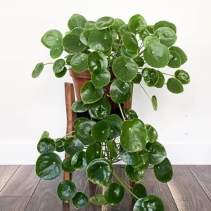 3 Pilea Peperomioides Plants Live, Chinese Money Plants Live Indoor, 4 Inc Tall, Live Chinese Money Plant, Pilea Peperomioides Live Plant, No Potted