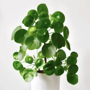 3 Chinese Money Plants Live Indoor, 4 Inc Tall, Pilea Peperomioides Plants Live, Live Chinese Money Plant, Pilea Peperomioides Live Plant, No Pot