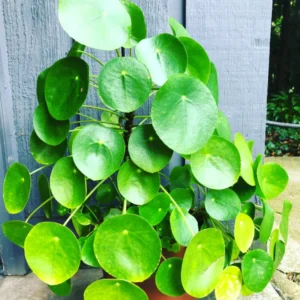 3 Chinese Money Plants Live Indoor, 4 Inc Tall, Pilea Peperomioides Plants Live, Live Chinese Money Plant, Pilea Peperomioides Live Plant, No Pot