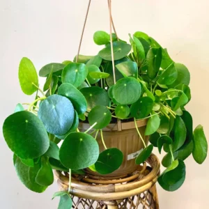 3 Chinese Money Plants Live Indoor, 4 Inc Tall, Pilea Peperomioides Plants Live, Live Chinese Money Plant, Pilea Peperomioides Live Plant, No Pot