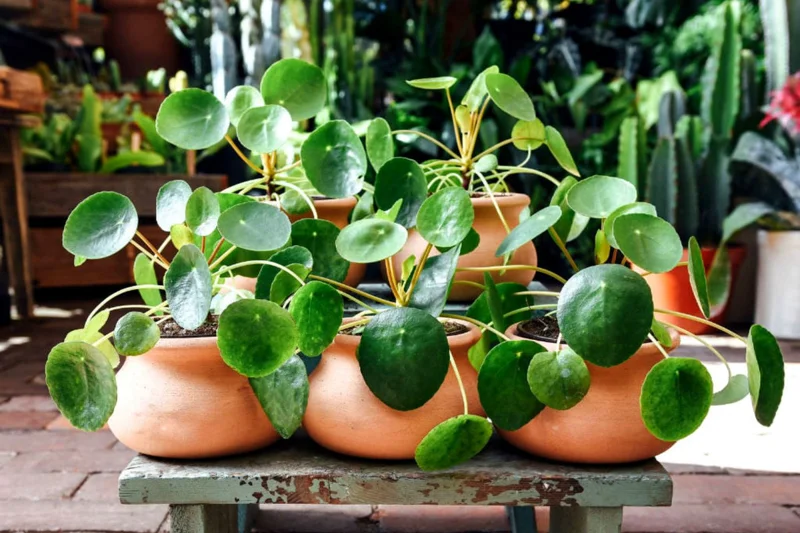 4 Chinese Money Plants Live Indoor, 4 Inc Tall, Pilea Peperomioides Plants Live, Live Chinese Money Plant, No Pot, Pilea Peperomioides Live Plant