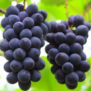Grape Vine 8-16 Inch Tall, Large Sweet Grape Plant Live, Fruit Seedling