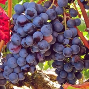 Grape Vine 8-16 Inch Tall, Large Sweet Grape Plant Live, Fruit Seedling