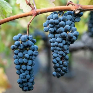 Grape Vine 8-16 Inch Tall, Large Sweet Grape Plant Live, Fruit Seedling