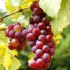 Grape Vine 8-16 Inch Tall, Large Sweet Grape Plant Live, Grape Fruit Seedling