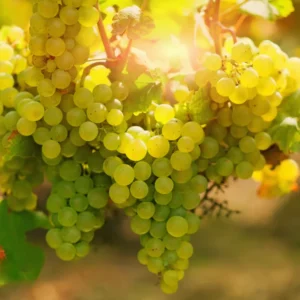 Grape Vine 8-16 Inch Tall, Large Sweet Grape Plant Live, Grape Fruit Seedling