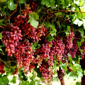 Grape Vine 8-16 Inch Tall, Large Sweet Grape Plant Live, Fruit Seedling