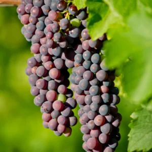 Grape Vine 8-16 Inch Tall, Large Sweet Grape Plant Live, Grape Fruit Seedling