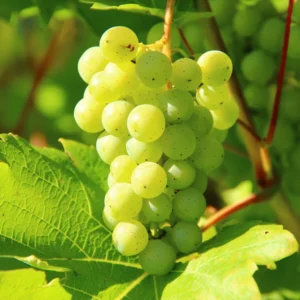 Grape Vine 8-16 Inch Tall, Large Sweet Grape Plant Live, Grape Fruit Seedling