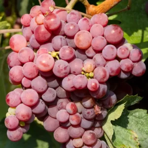 Grape Vine 8-16 Inch Tall, Large Sweet Grape Plant Live, Fruit Seedling