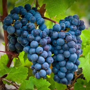 Grape Vine 8-16 Inch Tall, Large Sweet Grape Plant Live, Grape Fruit Seedling