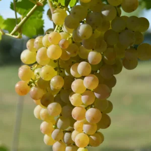 Grape Vine 8-16 Inch Tall, Large Sweet Grape Plant Live, Grape Fruit Seedling